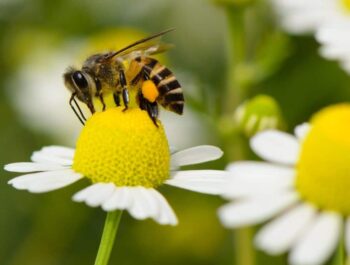Kako su pčelice zujale u livadnom cvijeću
